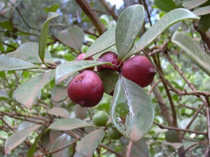 Araz (Psidium cattleianum)