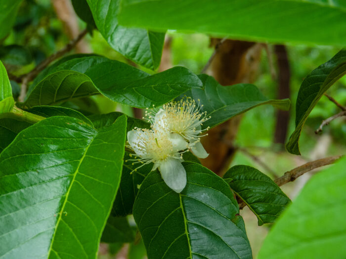 Araz (Psidium guajava)