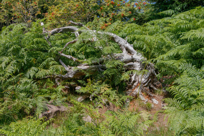 Falaguera (Pteridium aquilinum)