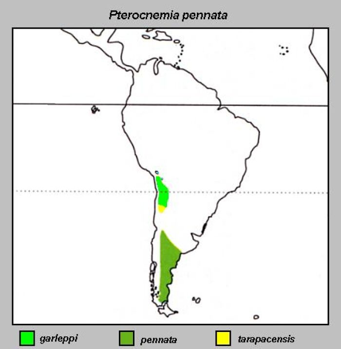 Distribución del ñandú cordillerano