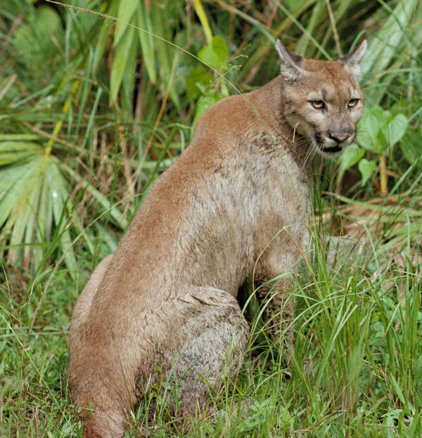 Puma sudamericano austral (Puma concolor puma)