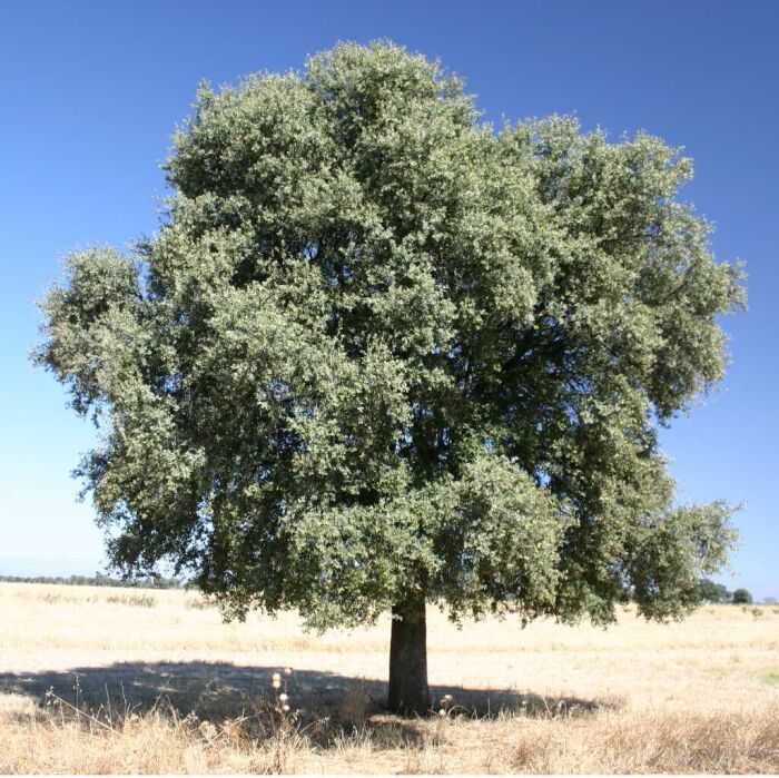 Carrasca (Quercus ilex)