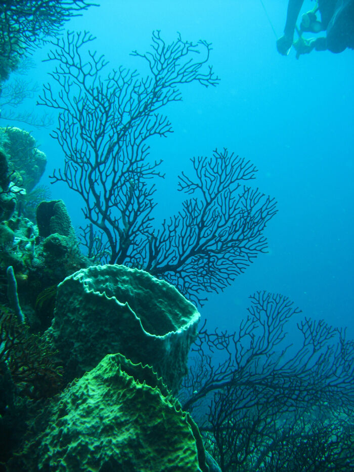 Biocenosis: arrecife en el Caribe