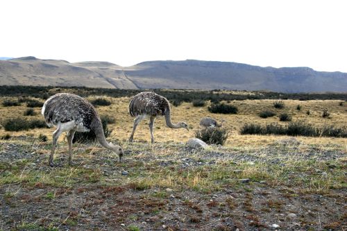 Sur de Chile, una Rhea pennata o and de Darwin, junto a la vegetacin tpica.