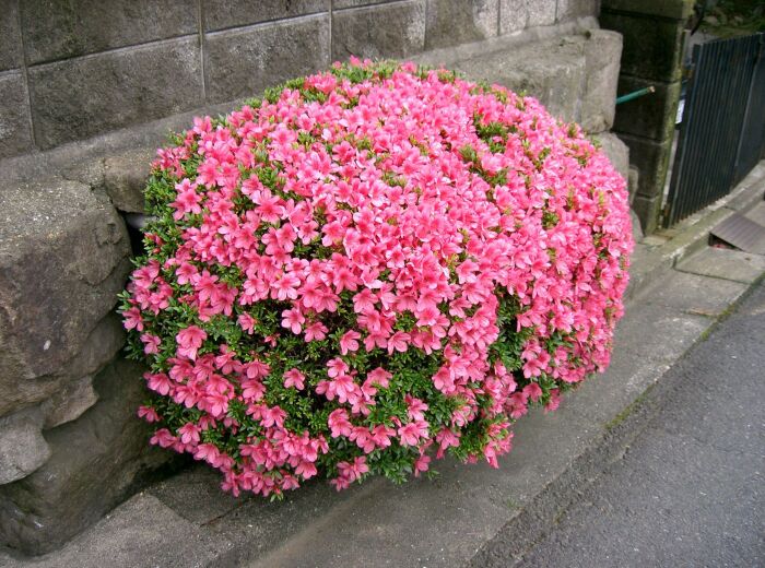 Rhododendron indicum 