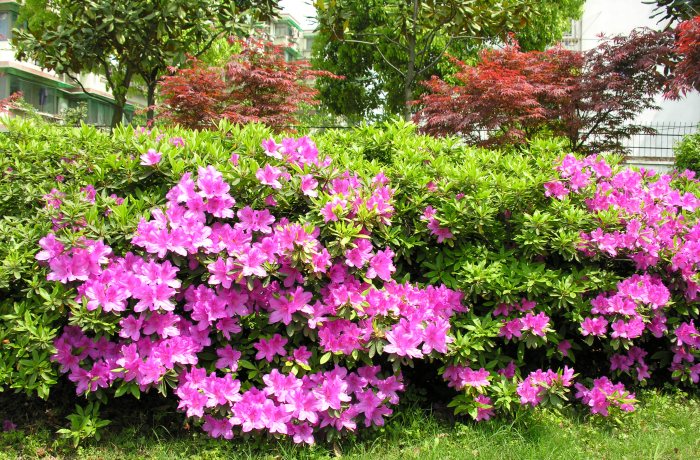 Rhododendron nudiflorum