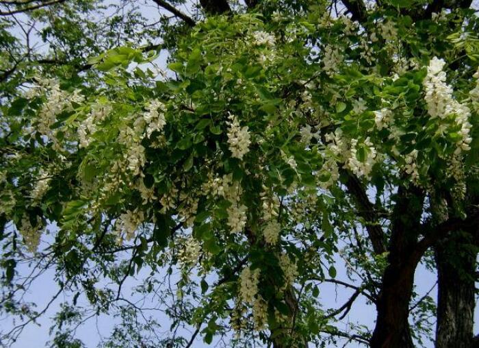 Curbaril (Robinia pseudoacacia)