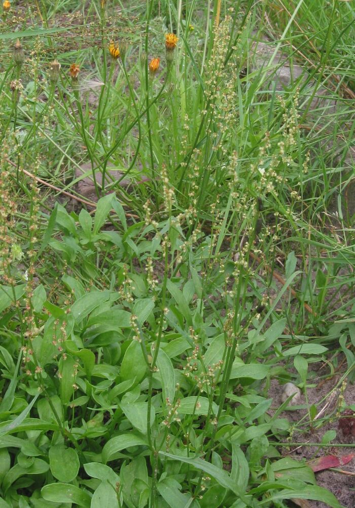 Acetosilla (Rumex acetosella)