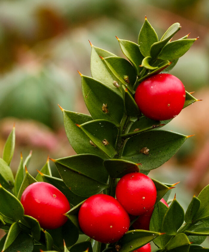 Brusco (Ruscus aculeatus)