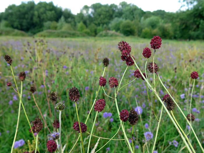 Pampanilla (Sanguisorba officinalis)