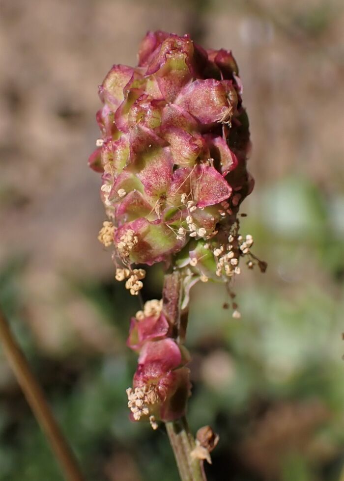 Pampanilla (Sanguisorba verrucosa)