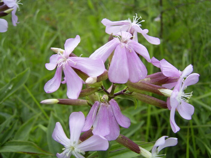 Saponaria (Saponaria officinalis)