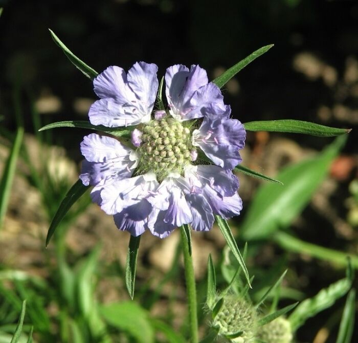 Ambarina (Scabiosa caucasica)