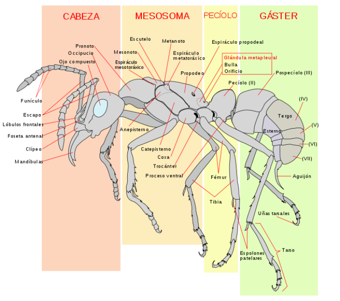 hormiga