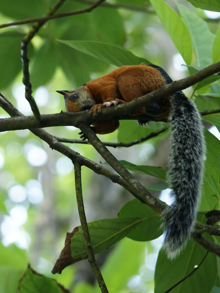 Tuche (Sciurus variegatoides)