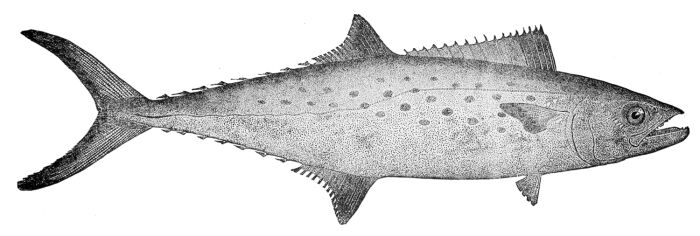 Carite (Scomberomorus maculatus)