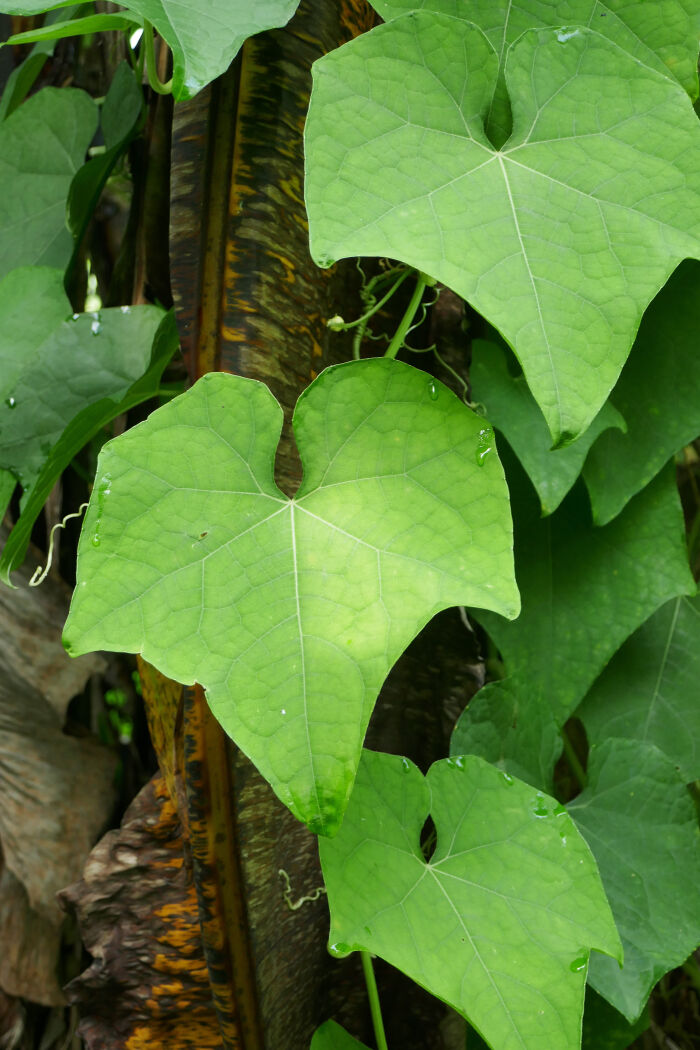 Chayotera (Sechium edule)