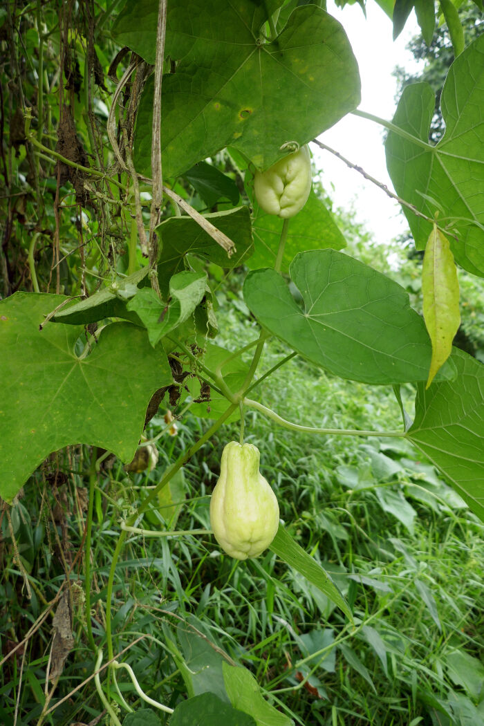 Chayotera (Sechium edule)