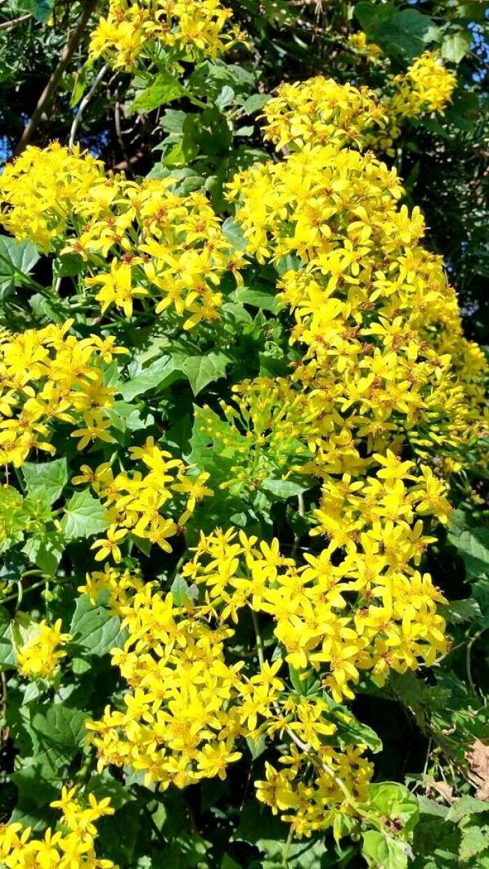 Canariera (Senecio Tamoides)