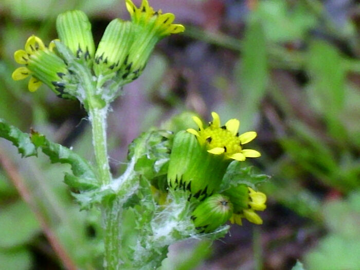 Zuzn (Senecio vulgaris)