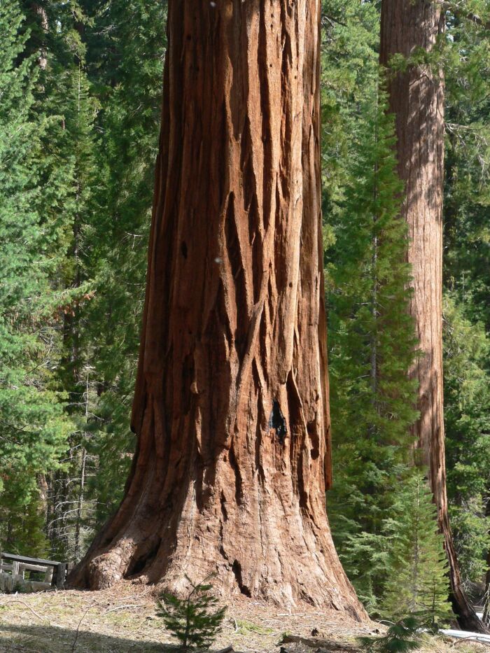 Sequoiadendron giganteum