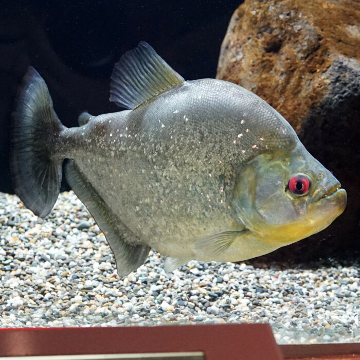 Piraña (Serrasalmus rhombeus)