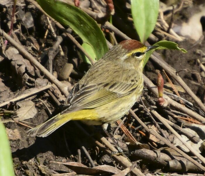 Bijirita (Setophaga palmarum)