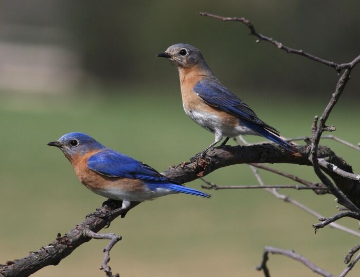 azulejo (pjaro)