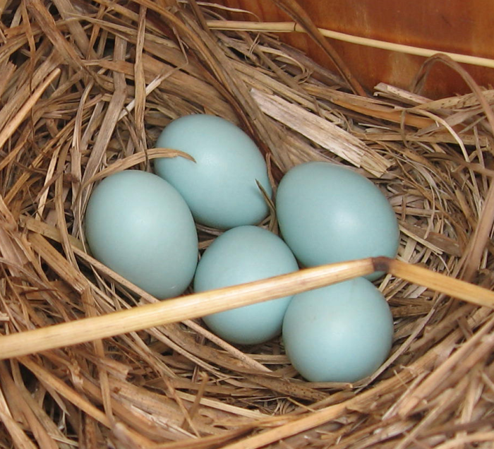 Huevos de azulejo