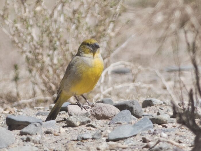 Sicalis lutea