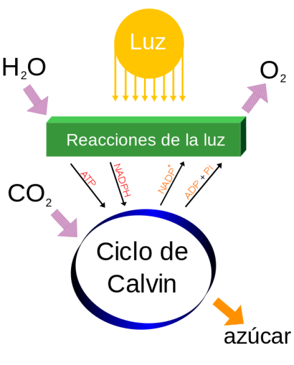 Coloracin de las plantas