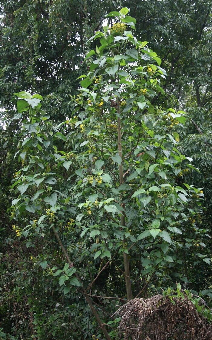 Camargo (Smallanthus pyramidalis)