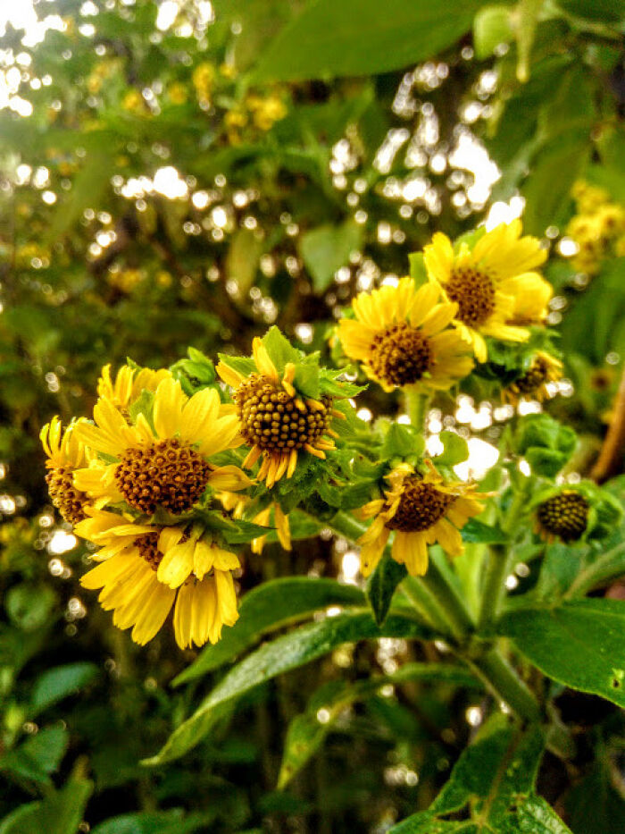 Camargo (Smallanthus pyramidalis)