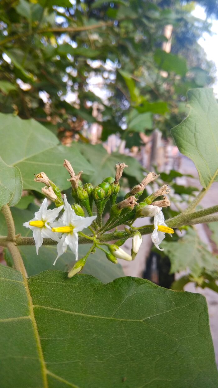 Sosa (Solanum torvum)