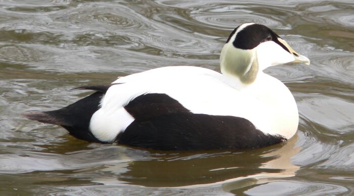 Pato de flojel (Somateria mollissima)