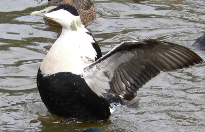 Pato de flojel