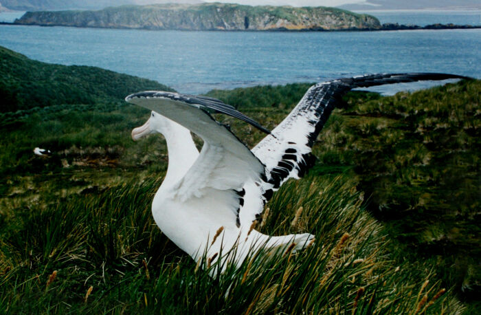 Un albatros en Georgia del Sur