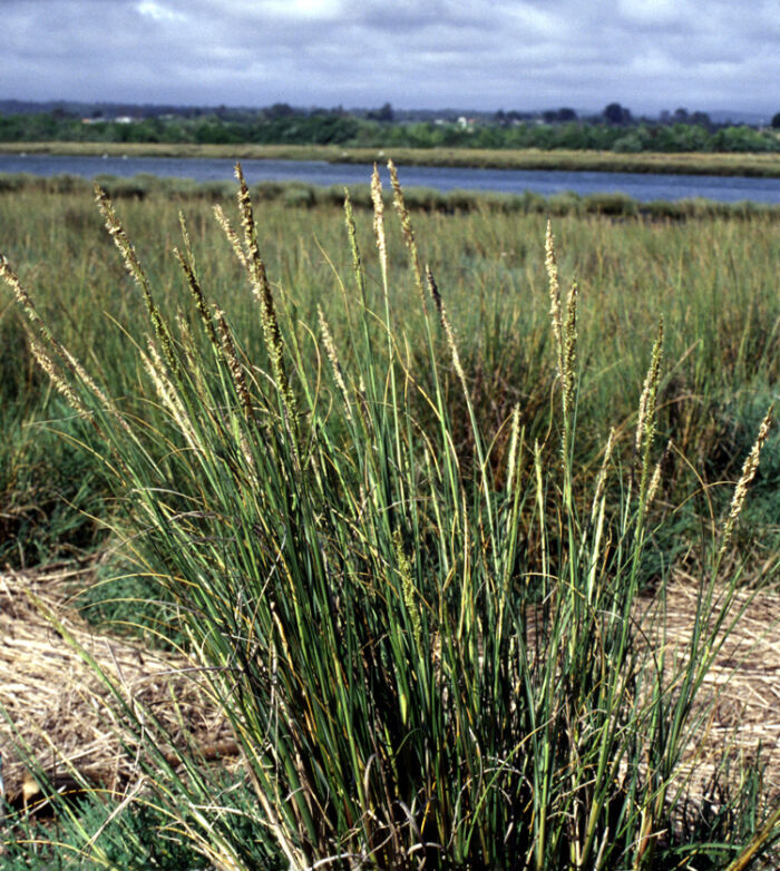 Espartillo (Spartina densiflora)