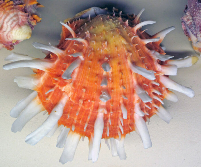 Spondylus princeps