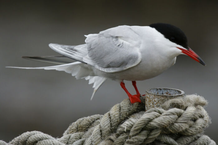 Charrn comn (Sterna hirundo)