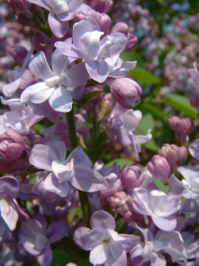 Lila (Syringa vulgaris)