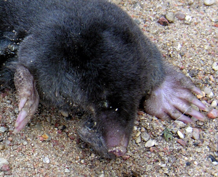 Los topos (Talpidae) son animales rizfagos