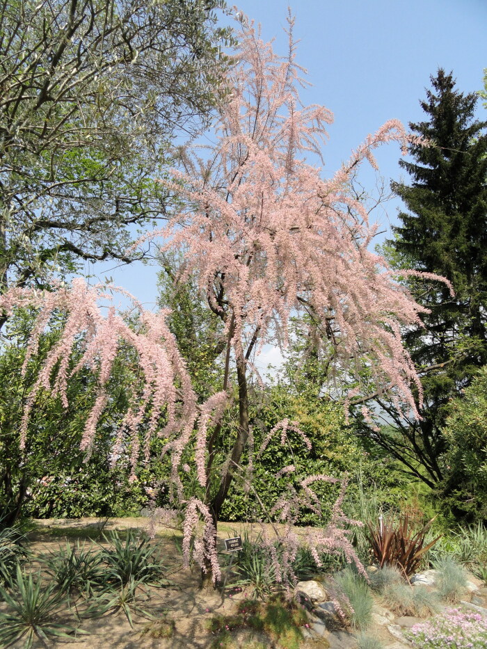 Tamariz (Tamarix gallica)