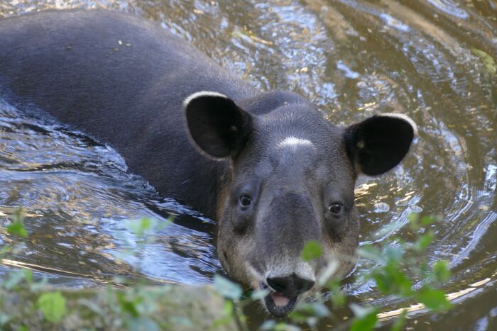 Dante, ante o anta (Tapirus bairdii)