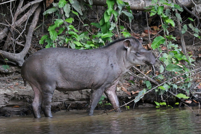 Anta (Tapirus terrestris)