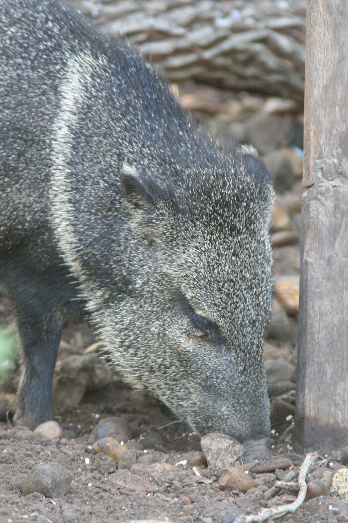 Manao (Tayassu tajacu)