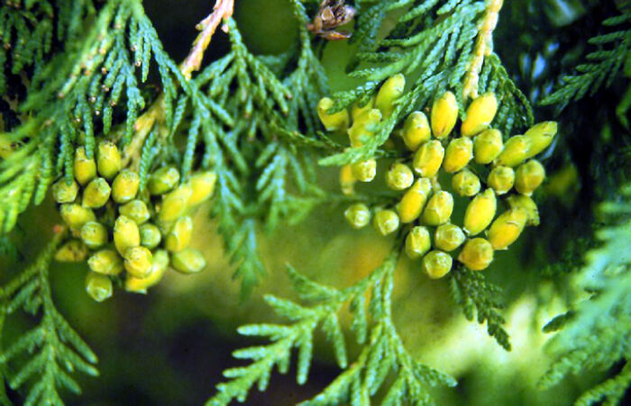 Thuja occidentalis