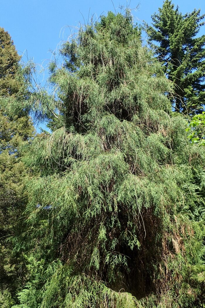 Thuja occidentalis