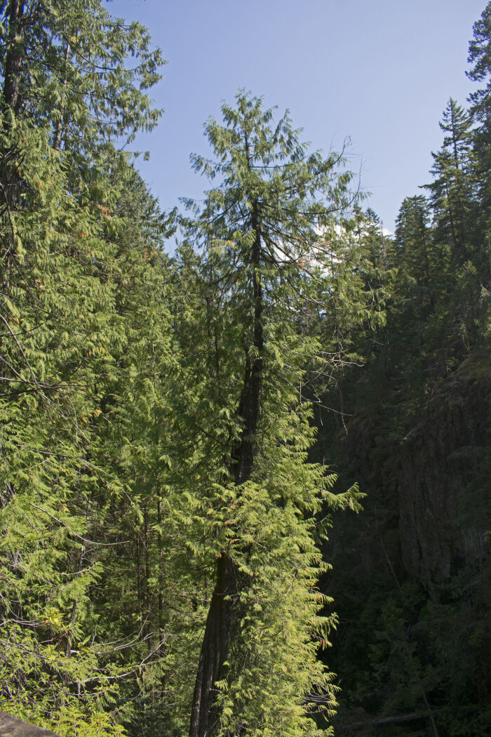 Thuja plicata