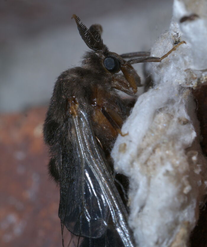 Cargapalito o bicho del cesto (Thyridopteryx ephemeraeformis)